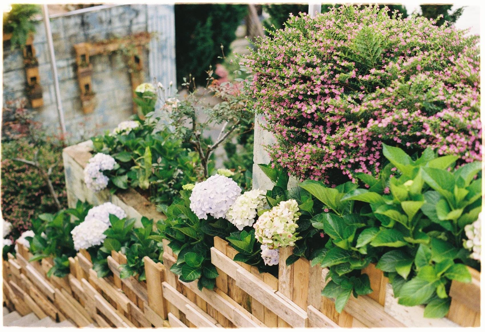 A finished Auckland garden with structured planting and clean lawn edges by Urban Leaf Landscaping